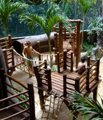 jungle-camp-area